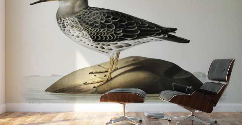 Purple Sandpiper tringa maritima Wall Murals