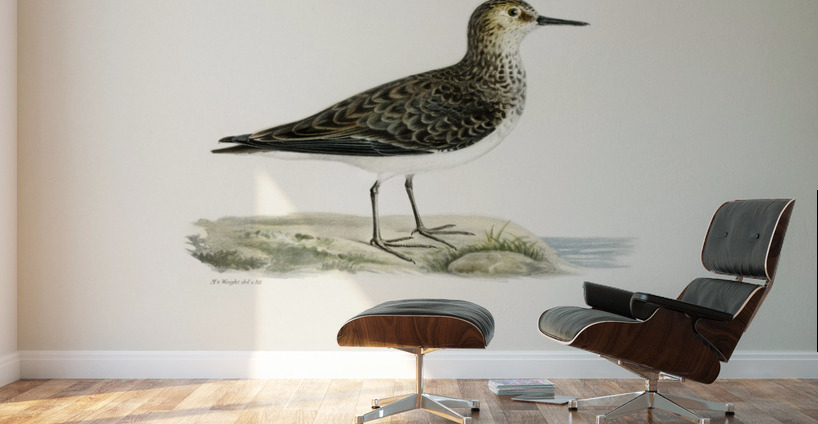 Temminck&39s Stint tringa temminckii Wall Murals