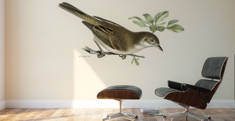 Common whitethroat Sylvia communis Wall Murals