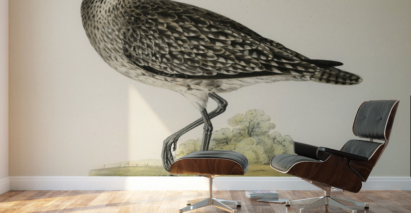 Whimbrel Numenius phaeopus Wall Murals