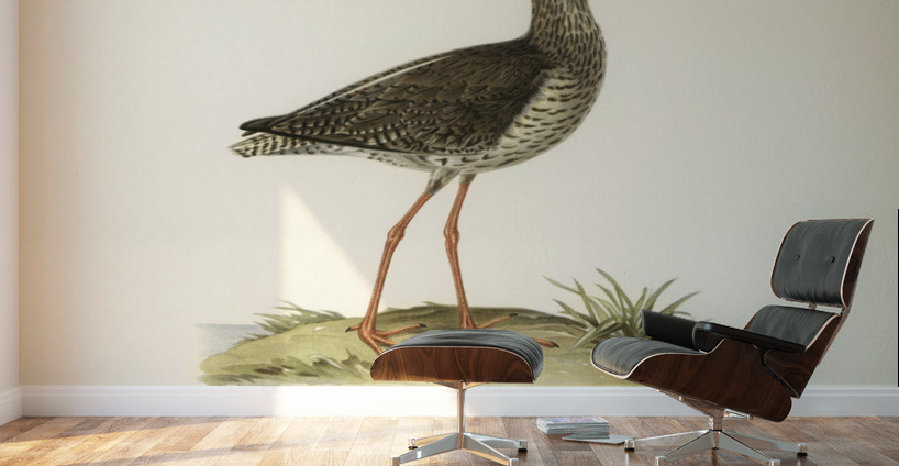Common redshank Totanus totanus Wall Murals