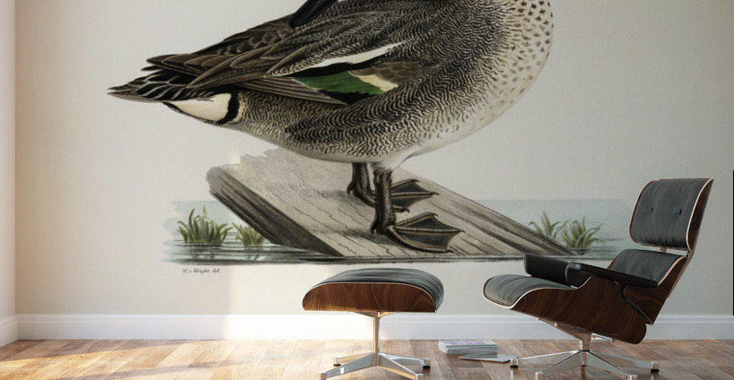 Anas Nettion Crecca Wall Murals