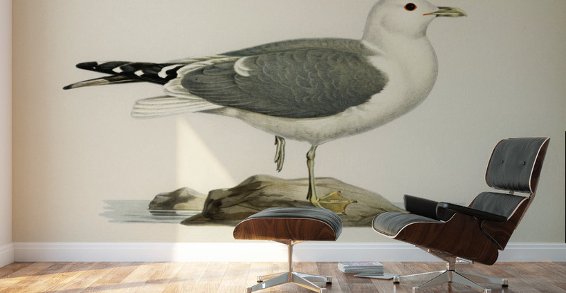 Common gull larus canu Wall Murals