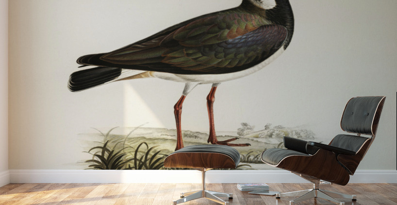 Northern labwing Vanellus vanellus Wall Murals