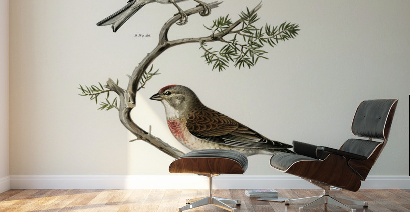 Common linnet Acanthis cannabina Wall Murals
