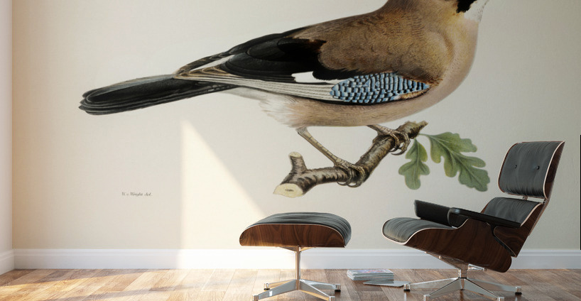 Eurasian jay Garrulus glandarius Wall Murals