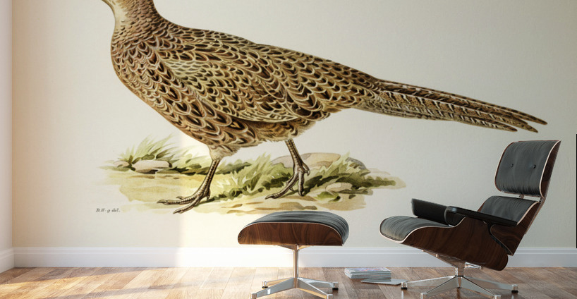 Pheasant Phasianus Colchicus Wall Murals