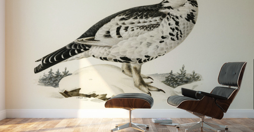 Hybrid between Black grouse and Willow ptarmigan Lyrurus tetrix ♂ x lagopus lagopus ♀ Wall Murals