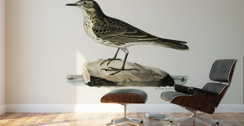 Water pipi ANTHUS SPINOLETTA RUPESTRIS Wall Murals