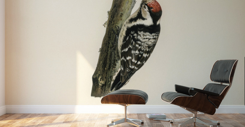Lesser spotted woodpecker Dryobates minor Wall Murals
