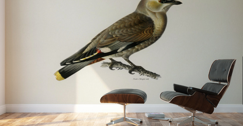 AMPELIS GARRULUS Wall Murals