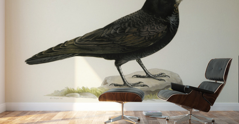 Rook Corvus Frugilegus Wall Murals