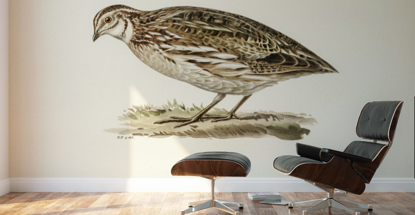 Common quail Coturnix coturnix Wall Murals