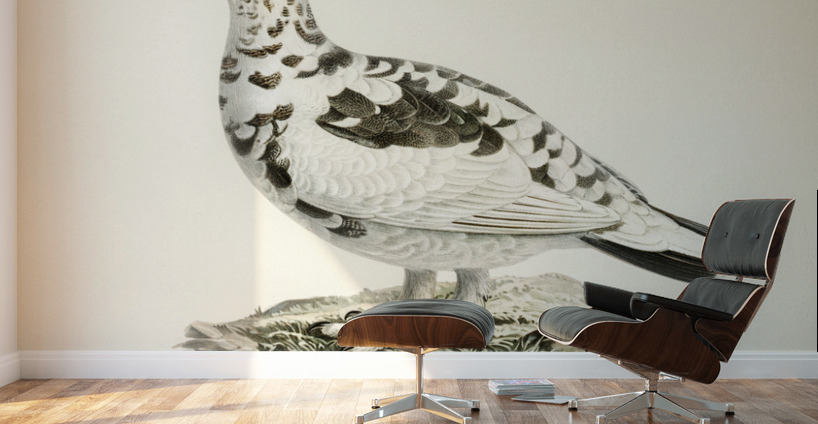 Rock ptarmigan Lagopus mutus Wall Murals