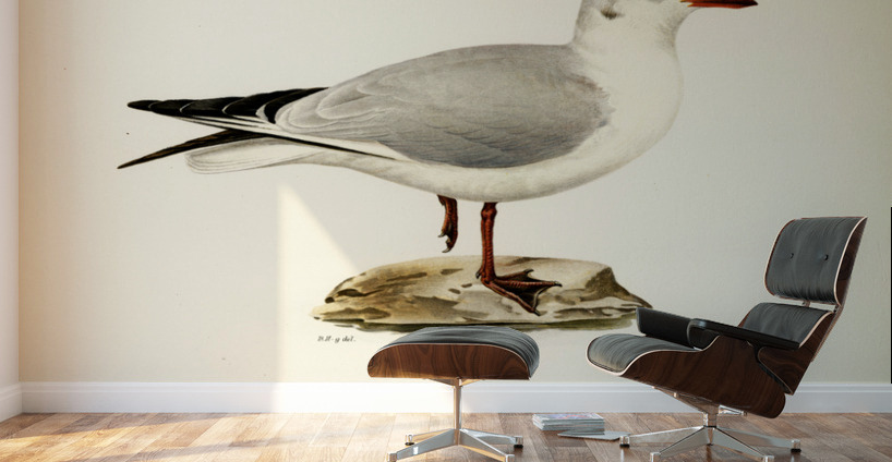 Black-headed gull Larus Ridibundus Wall Murals