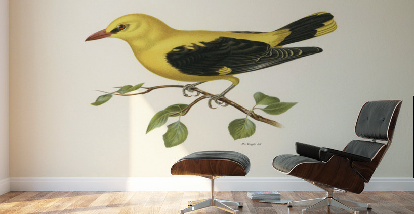 Eurasian golden oriole male Oriolus oriolus bird Wall Murals