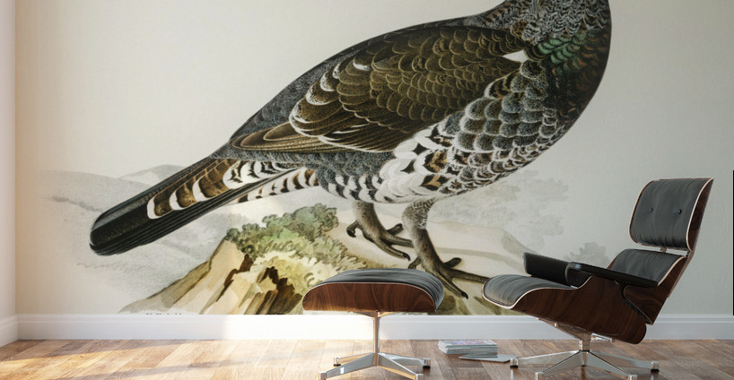 Tetrao Urogallus Wall Murals