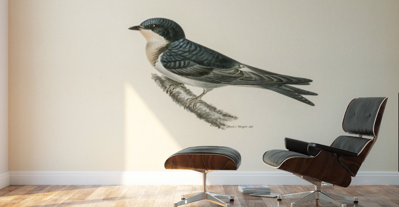 Hybrid between common house-martin and barn swallow Chelidon rustica L.xHirundo urbica Wall Murals