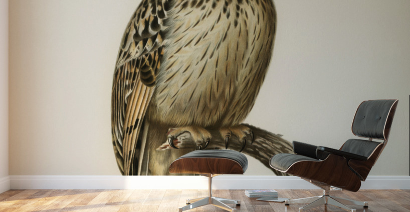 Short-eared Owl Asio flammeus Wall Murals