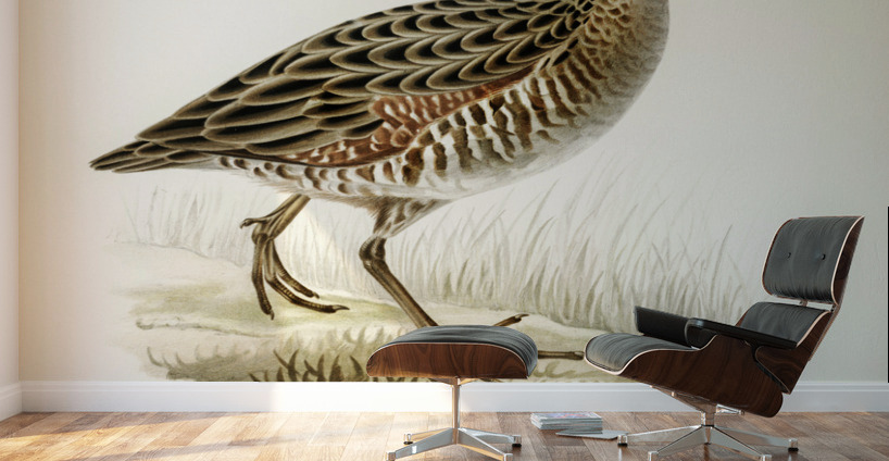 Common Buzzard BUTEO BUTEO Wall Murals