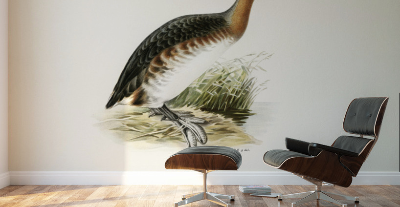 Horned grebe-in spring Podiceps auritus Wall Murals