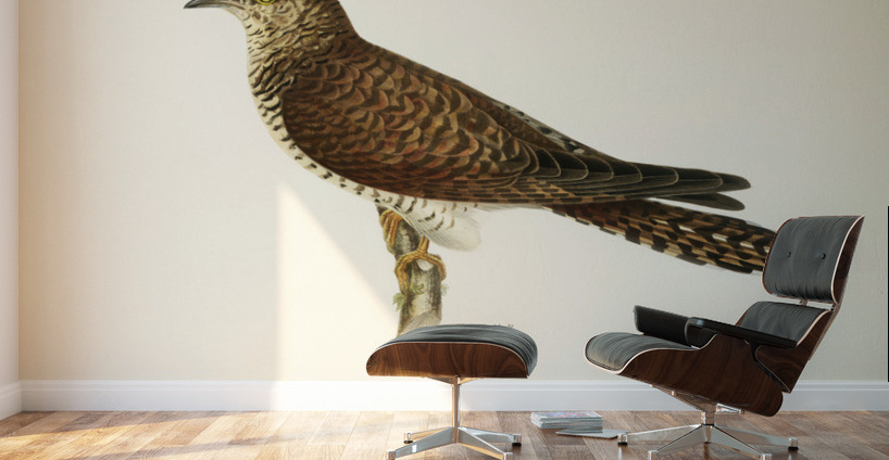 Common cuckoo-female ♀ Cuculus canorus Wall Murals