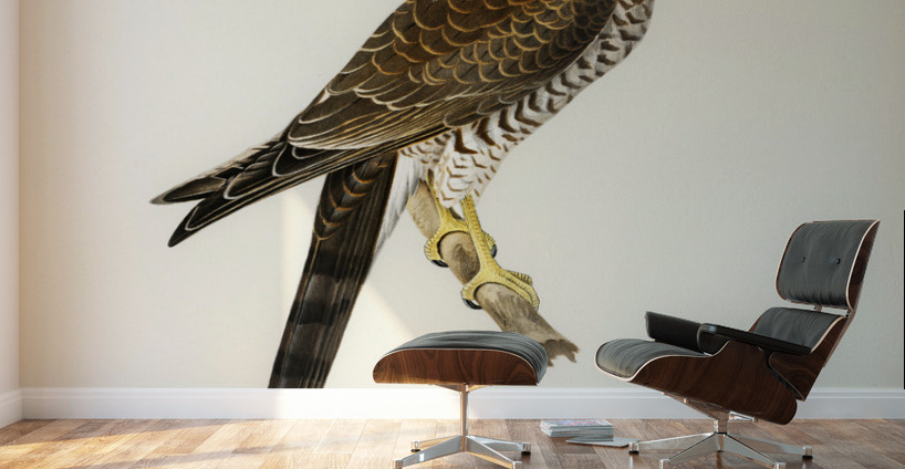 Eurasian Sparrowhawk Accipiter nisus Wall Murals