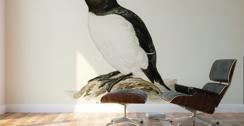 Razorbill Alca torda Wall Murals