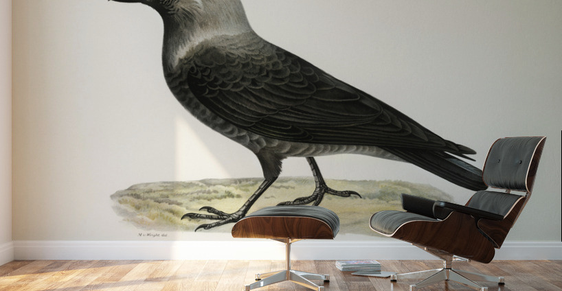 Western jackdaw Coloeus monedula Wall Murals