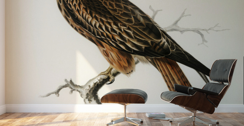 Red Kite Milvus milvus Wall Murals