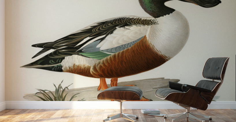 Cinnamon teal Spatula cyanoptera Wall Murals
