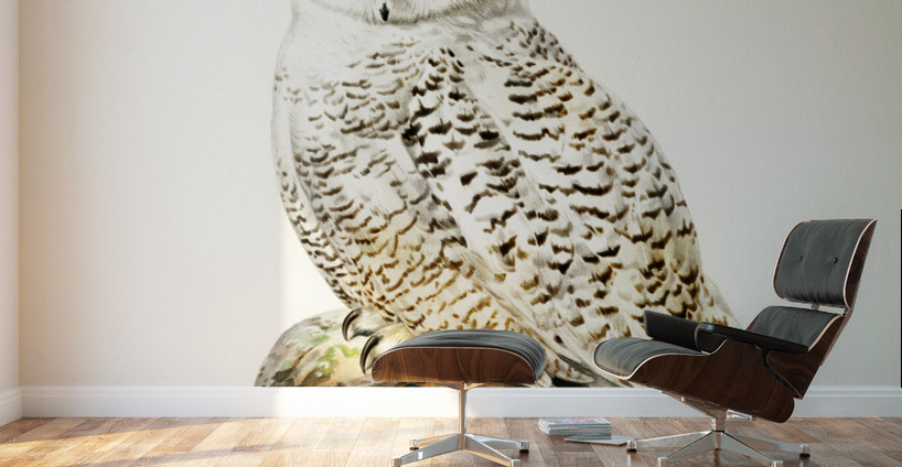 Snowy owl Nyctea Scandiaca Wall Murals