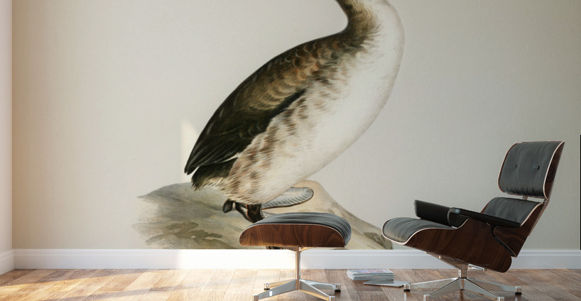 Young horned grebe Podiceps auritus Wall Murals