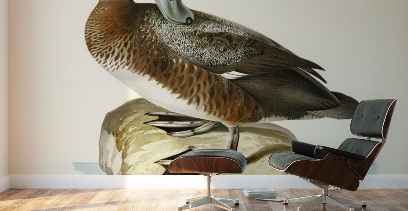 Greate Scaup Scaup male ♂ Nyroca marila Wall Murals