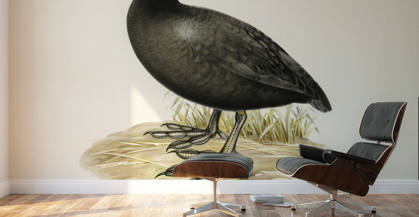 Eurasian coot Fulica atra Wall Murals