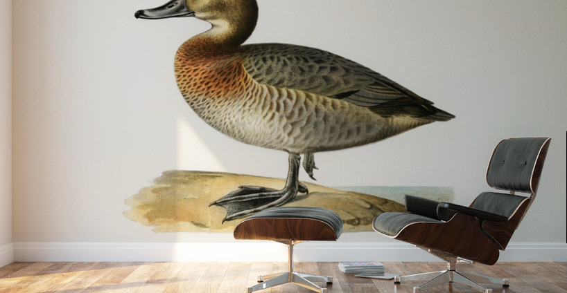 Common Pochard female Nyroca ferina Wall Murals