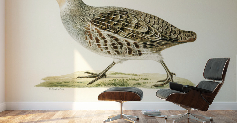 Grey partridge PERDIX PERDIX Wall Murals