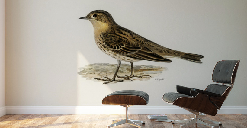 Red-throated pipit Anthus cervinus bird Wall Murals