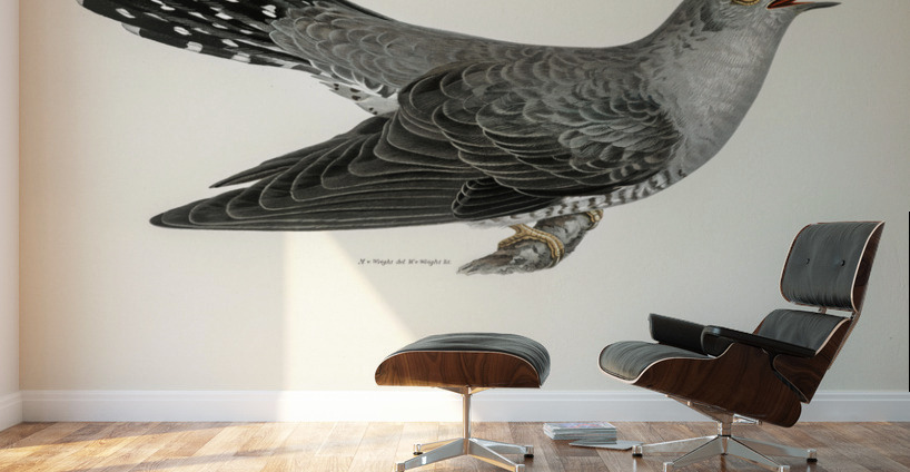 Common cuckoo-male Cuculus canorus Wall Murals
