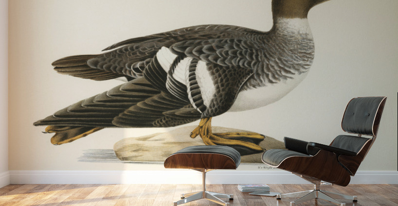 Goldeneye female Bucephala clangula Wall Murals