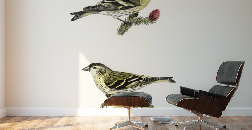 Siskin  Spinus spinus 1♂ 2♀ Wall Murals