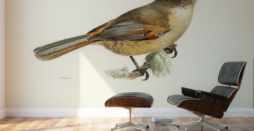 Siberian Jay Perisoreus infaustus Wall Murals