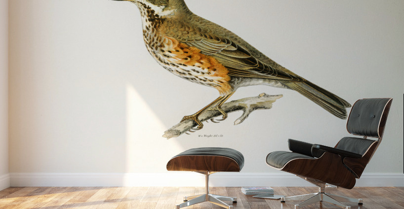 Redwing Turdus iliacus Wall Murals
