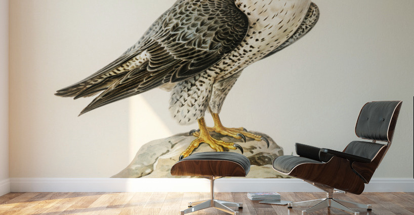 Peregrine Falcon Falco peregrinus Wall Murals