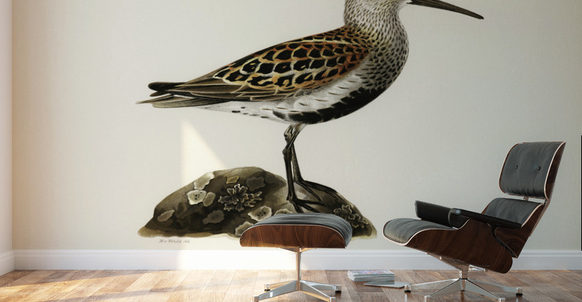 Tringa Alpina Dunlin Wall Murals