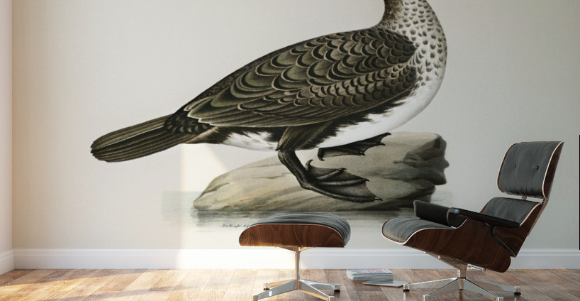 Great cormorant Phalacrocorax Carbo Wall Murals