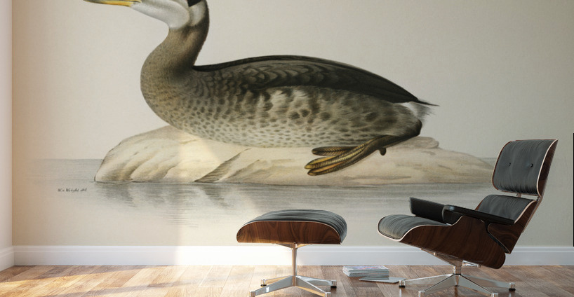 Young red-necked grebe Podiceps grisegena Wall Murals