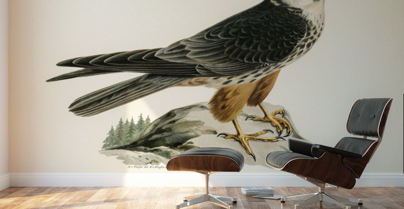 Eurasian Hobby Falco subbuteo Wall Murals