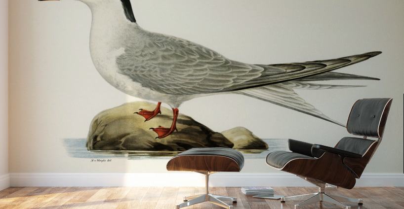 Common tern STERNA HIRUNDO Wall Murals