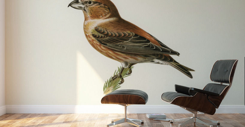 Parrot Crossbill ♂ Loxia pytyopsittacus Wall Murals